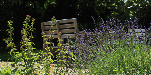 Terras met lavendel Terras met lavendel